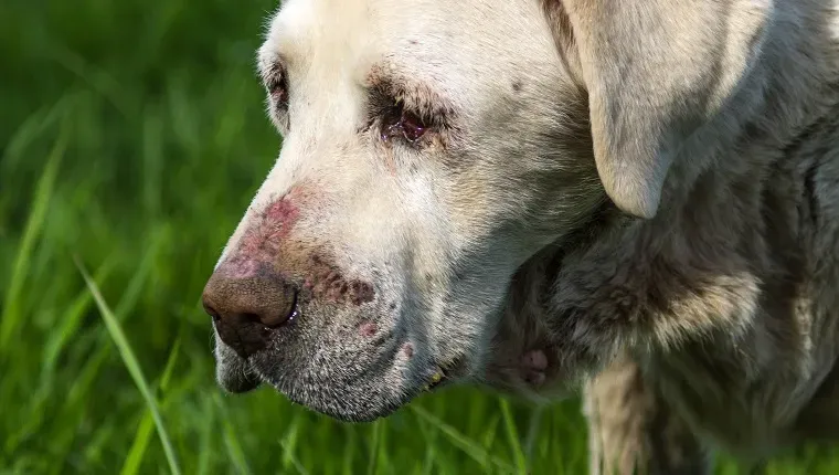 Prastai sveikatos vyresnio amžiaus baltojo labradoro šuns vaizdas iš arti.' title=