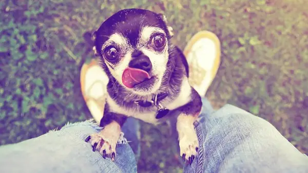 Рак: Остеосаркома