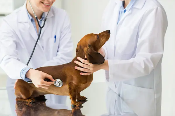 Tumeurs mélanocytaires orales chez les chiens: symptômes, causes,