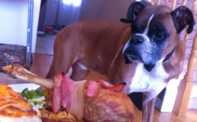 Majiteľ dáva umierajúcemu psovi epické posledné jedlo