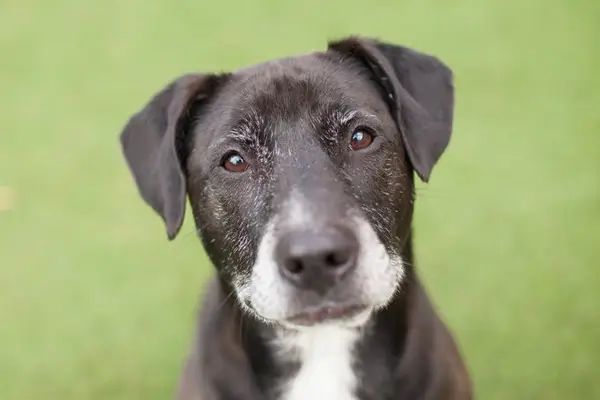 Kaba: Balsojumi par asinīm