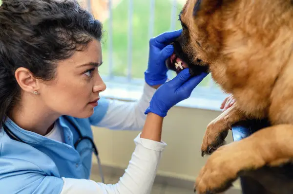 犬の歯肉扁平上皮癌：症状、原因、