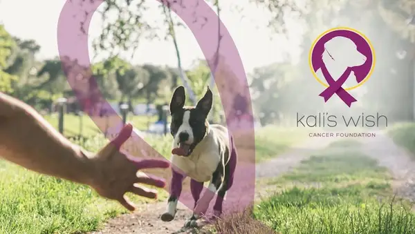 A Fundação Canadense apóia os pais de animais de estimação que combatem o câncer em cães