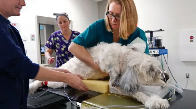 Rak psów: nowotwory pochwy i sromu