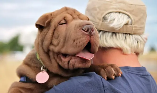 犬がん：卵巣腫瘍