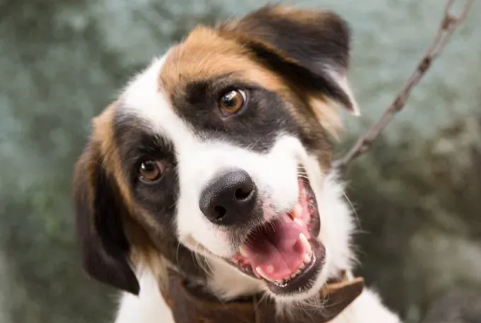 Rozkošné čierne laboratórne šteniatko pri jej miske na jedlo plné peňazí. izolované na bielom s priestorom pre váš text.' title=