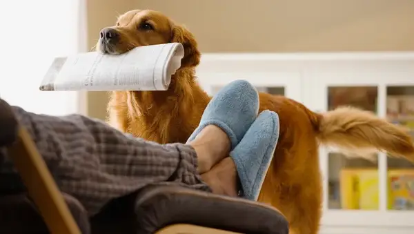 Dog bringing newspaper to owner