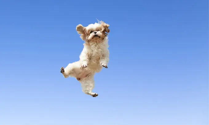 22 кучета, скачащи от радост!' title=