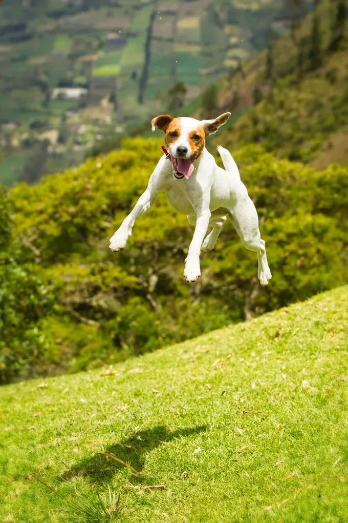 22 кучета, скачащи от радост!' title=