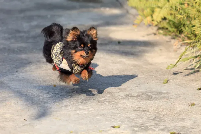 22 кучета, скачащи от радост!' title=