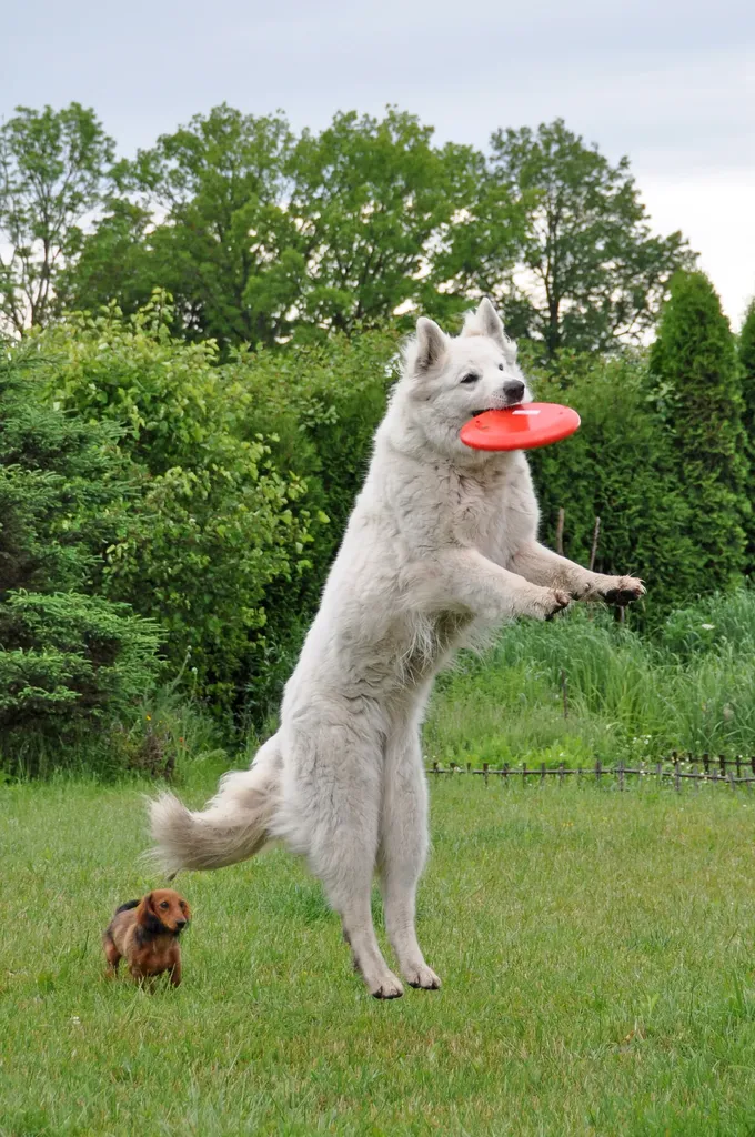 22 кучета, скачащи от радост!' title=