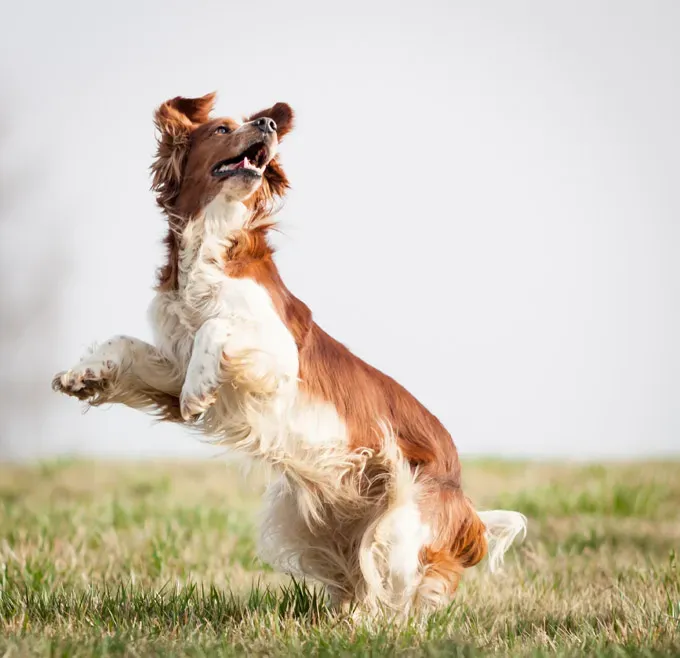 22 кучета, скачащи от радост!' title=