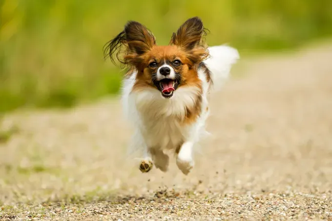 22 кучета, скачащи от радост!' title=