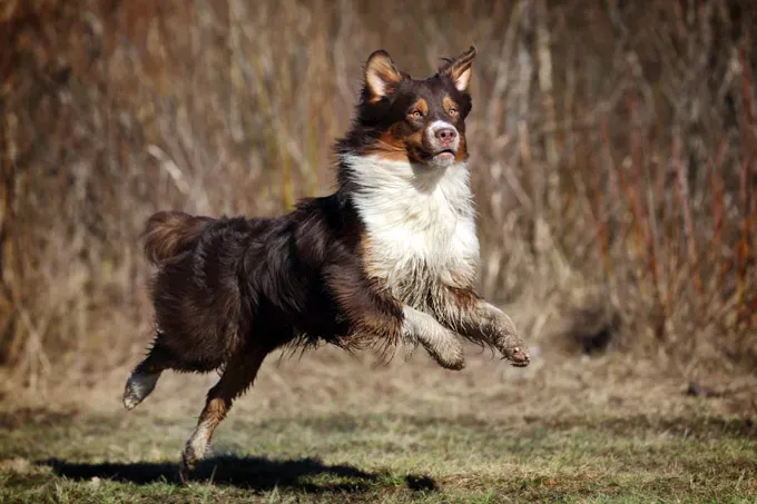 22 кучета, скачащи от радост!' title=