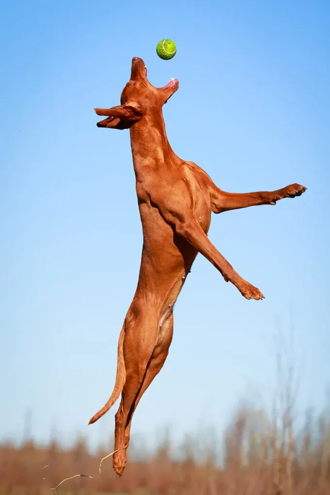 22 кучета, скачащи от радост!' title=