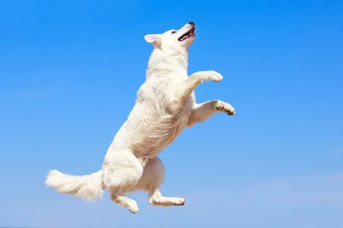 22 кучета, скачащи от радост!' title=