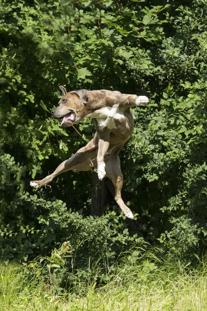 22 кучета, скачащи от радост!' title=