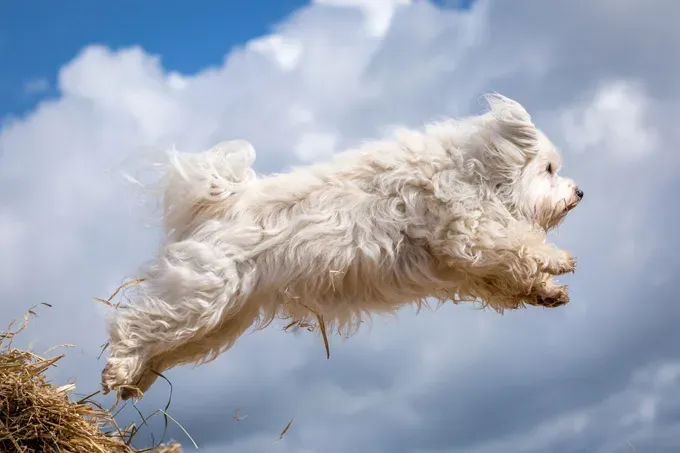 22 кучета, скачащи от радост!' title=