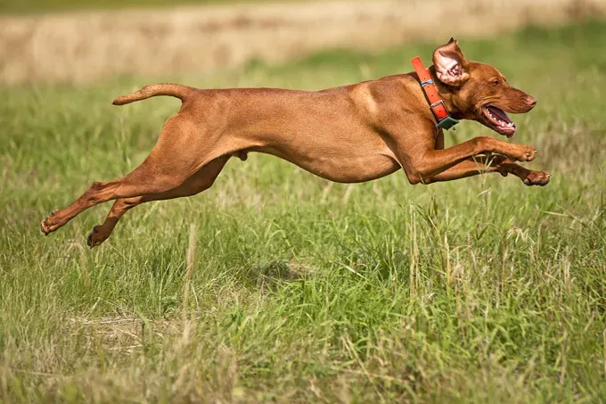 22 кучета, скачащи от радост!' title=