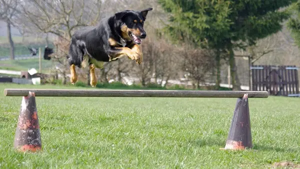 Canine Obstacle Course