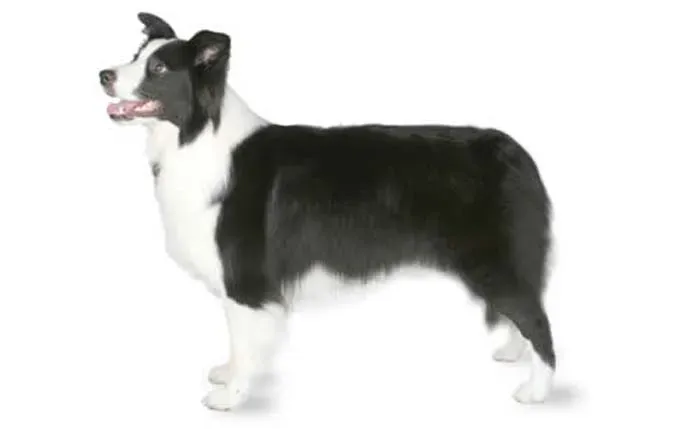 border-collie' title=