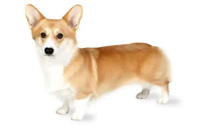 pembroke-welsh-corgi' title=