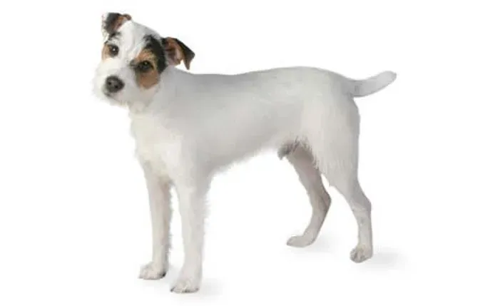 jack-russell-terrier' title=