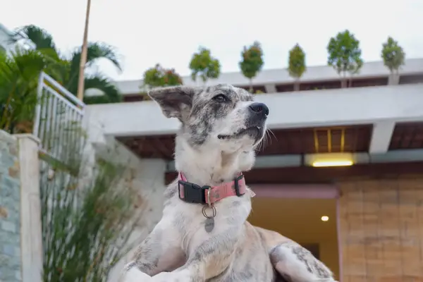 Degerite: אילו צעדים עליכם לנקוט?