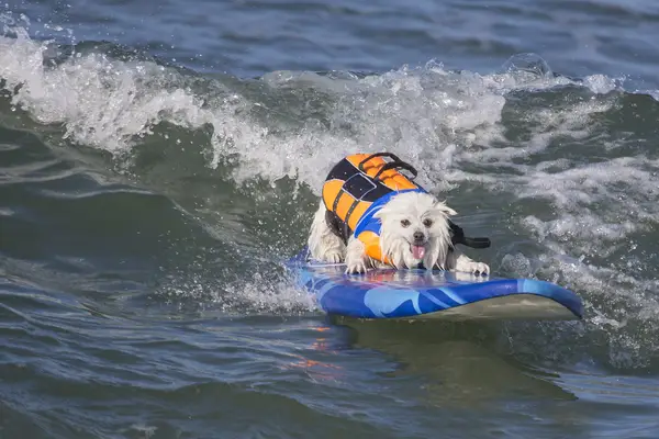 Os cães participam da competição de surf de Huntington Beach
