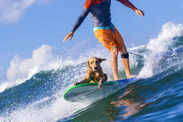 Surfer with Golden Retriever dog surfing in ocean
