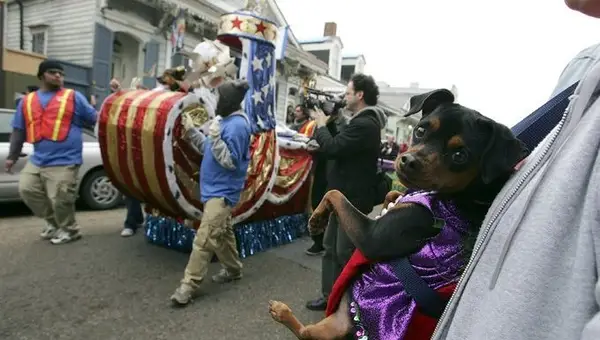Festival de rua: 5 boas razões pelas quais você deseja manter seu cachorro em casa