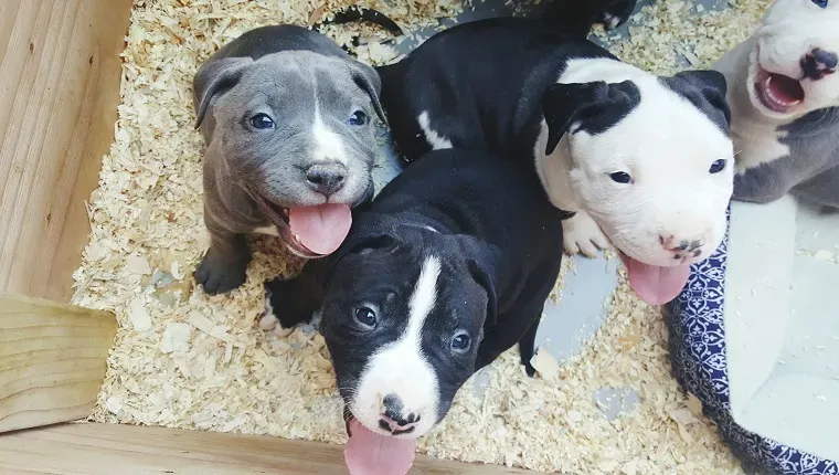 «Собаки на продажу?» Нам нужно поговорить' decoding='async' fetchpriority='high' title=