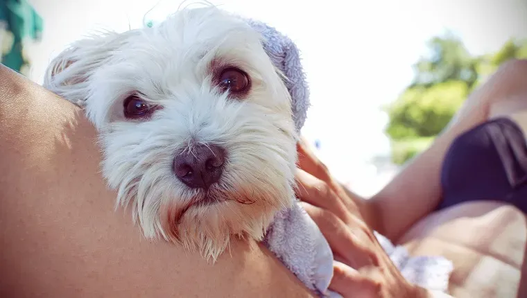 perro maltés' title=