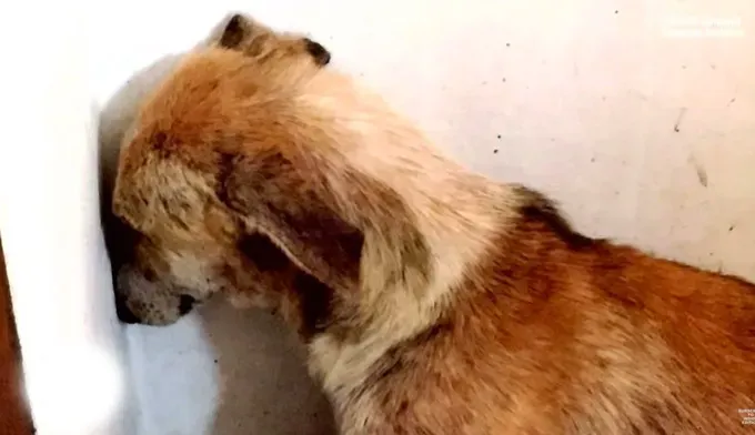 Perro maltratado se sienta en un rincón mirando la pared todo el día después de ser rescatado