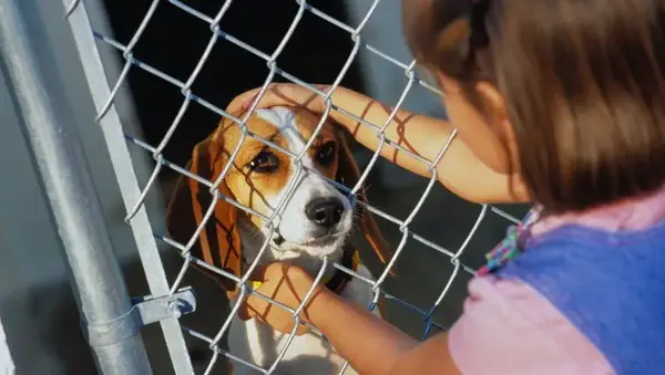 You Free Up Resources At The Shelter