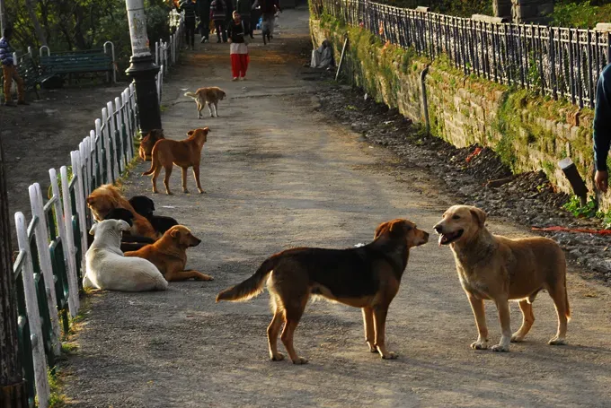 ドクター・グッドと救助犬のためのアンダーハウンド鉄道' title=
