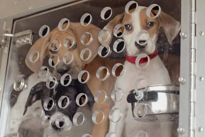 ドクター・グッドと救助犬のためのアンダーハウンド鉄道