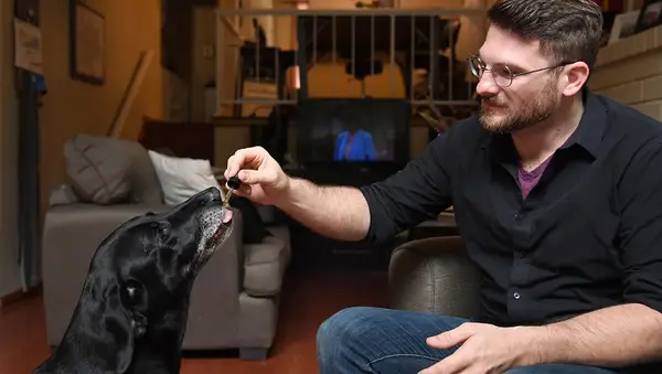 Discussão sobre Oil CBD: É certo para o seu cachorro? Vai funcionar?