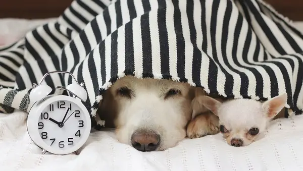 5 maneiras de incentivar um cachorro deprimido