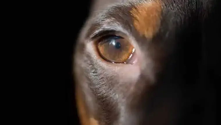 Puppy Eyes 2' title=