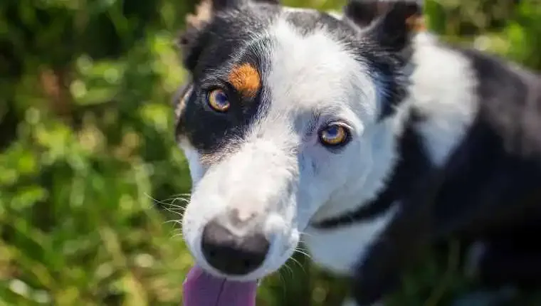 Puppy Eyes 3' title=