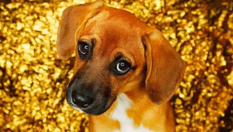 U psov sa vyvinuli „oči šteniatka“, aby pomohli vychádzať s ľuďmi