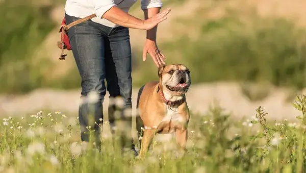 Obedient Continental Bulldog and his handler. Joint training in a meadow. Signals and hand signals