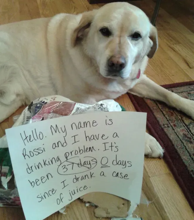 25 kép nyilvános kutyaszégyenkezésről' title=