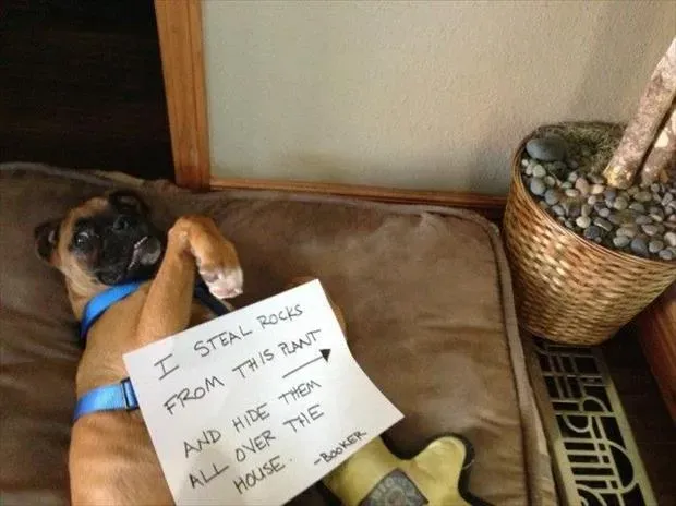 25 kép nyilvános kutyaszégyenkezésről' title=