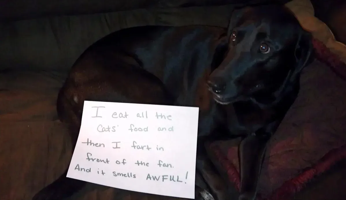 25 kép nyilvános kutyaszégyenkezésről' title=