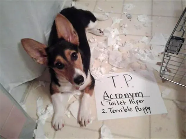 25 kép nyilvános kutyaszégyenkezésről' title=