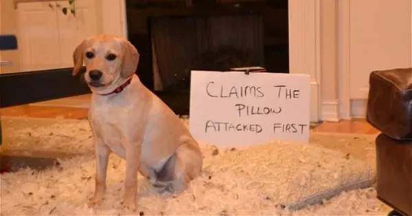 25 kép nyilvános kutyaszégyenkezésről' title=