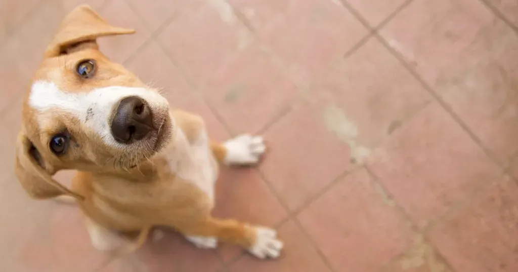 Kattlådor för hundar