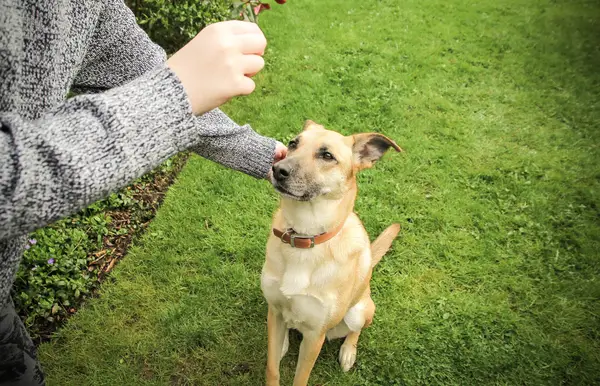 woman training dog with treats